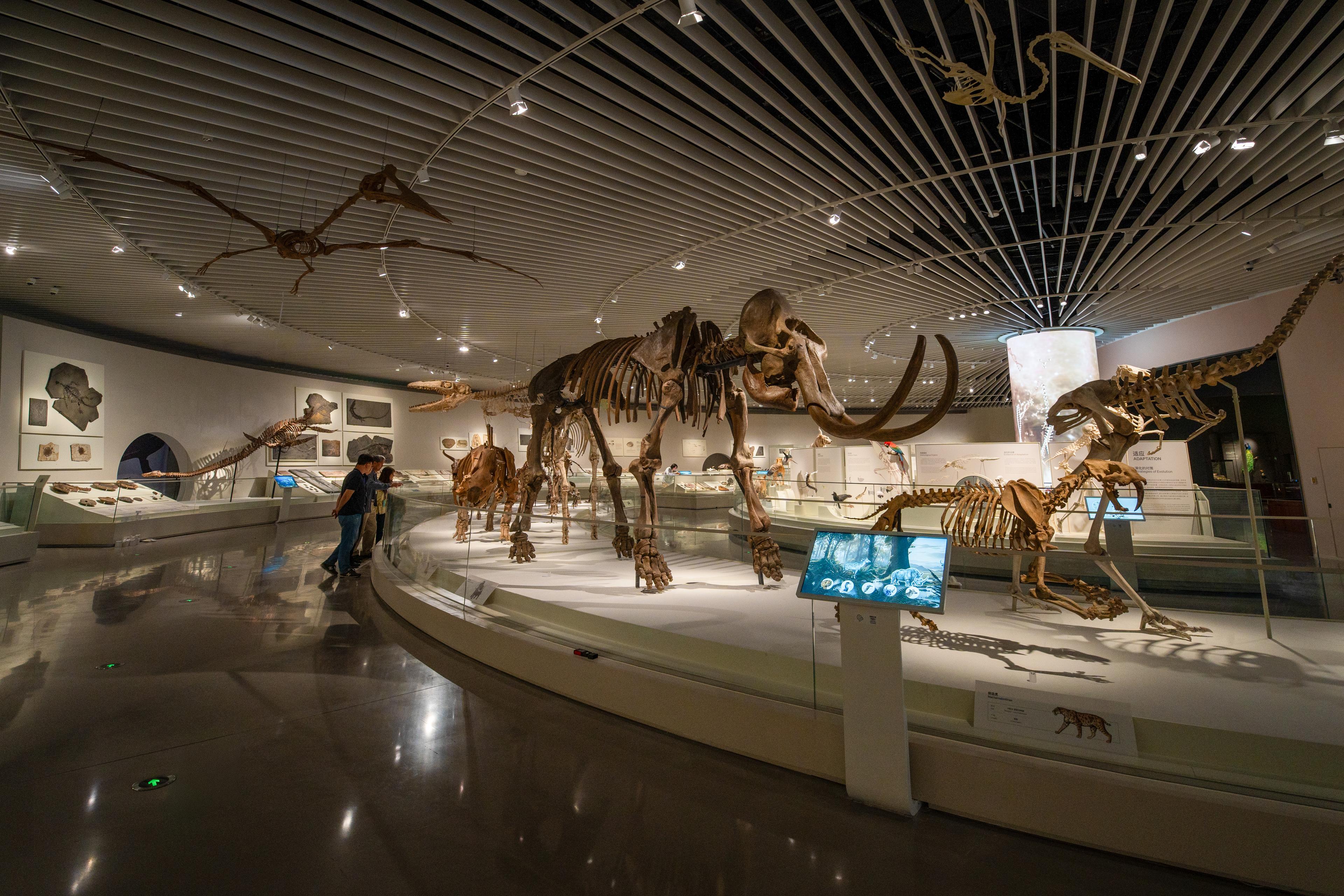 View into the Evolution Hall at the Shenzhen Natural History Museum. A large mammoth skeleton stands at the centre of the gallery, surrounded by fossil skeletons of prehistoric mammals, reptiles and flying creatures. Curved display cases, interactive media stations and illustrated interpretation panels trace the evolution of life, while suspended skeletons overhead add depth to the open exhibition space.