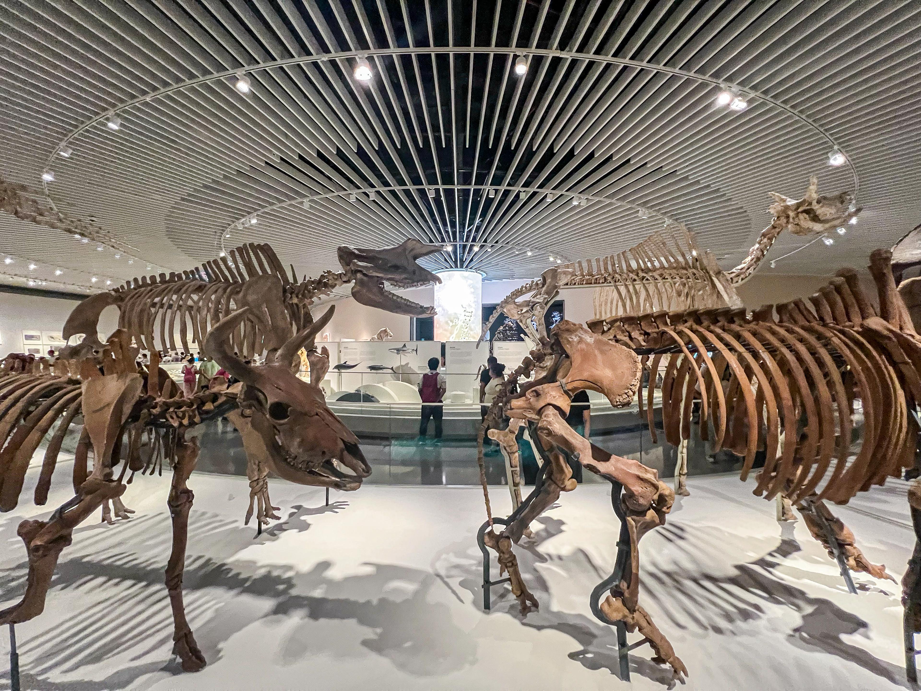 NHM Shenzhen Evolution Hall