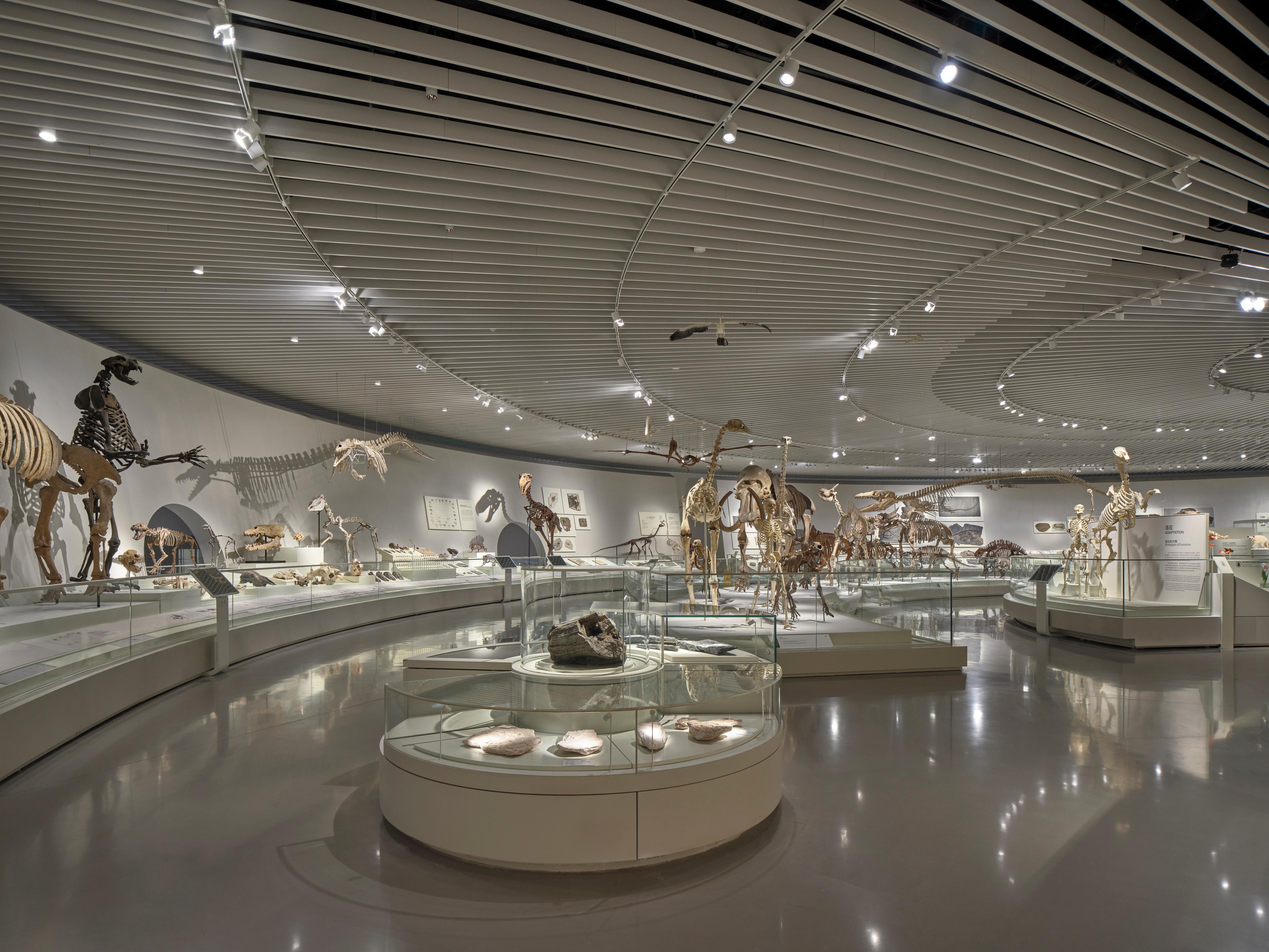NHM Shenzhen Evolution Hall