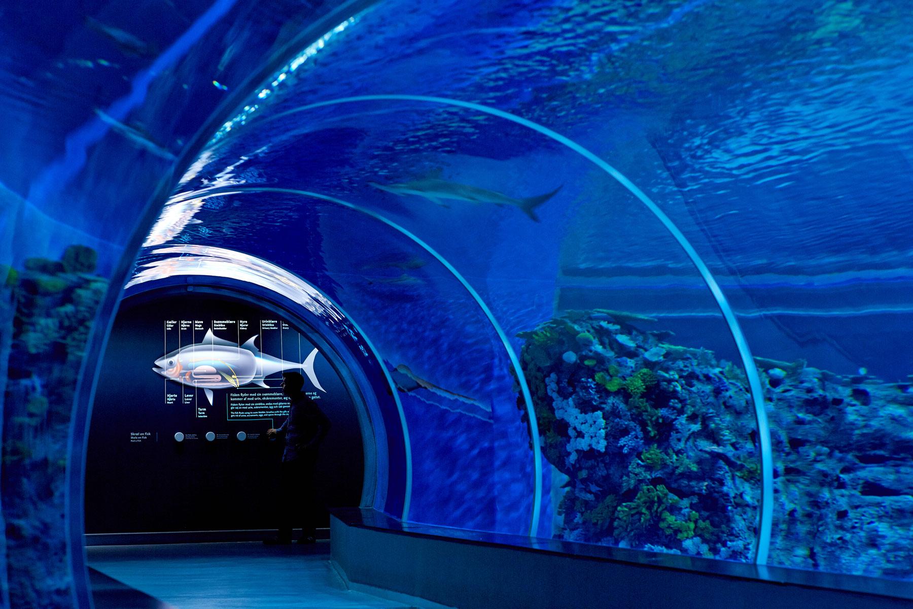 Fischanatomie - Thunfischprojektion