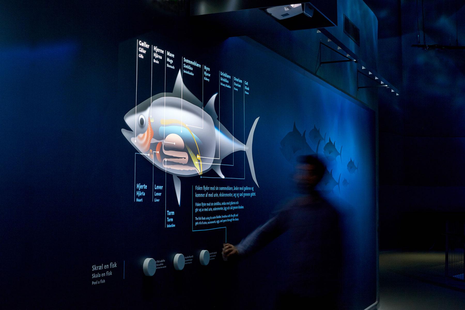 Fischanatomie - Thunfischprojektion