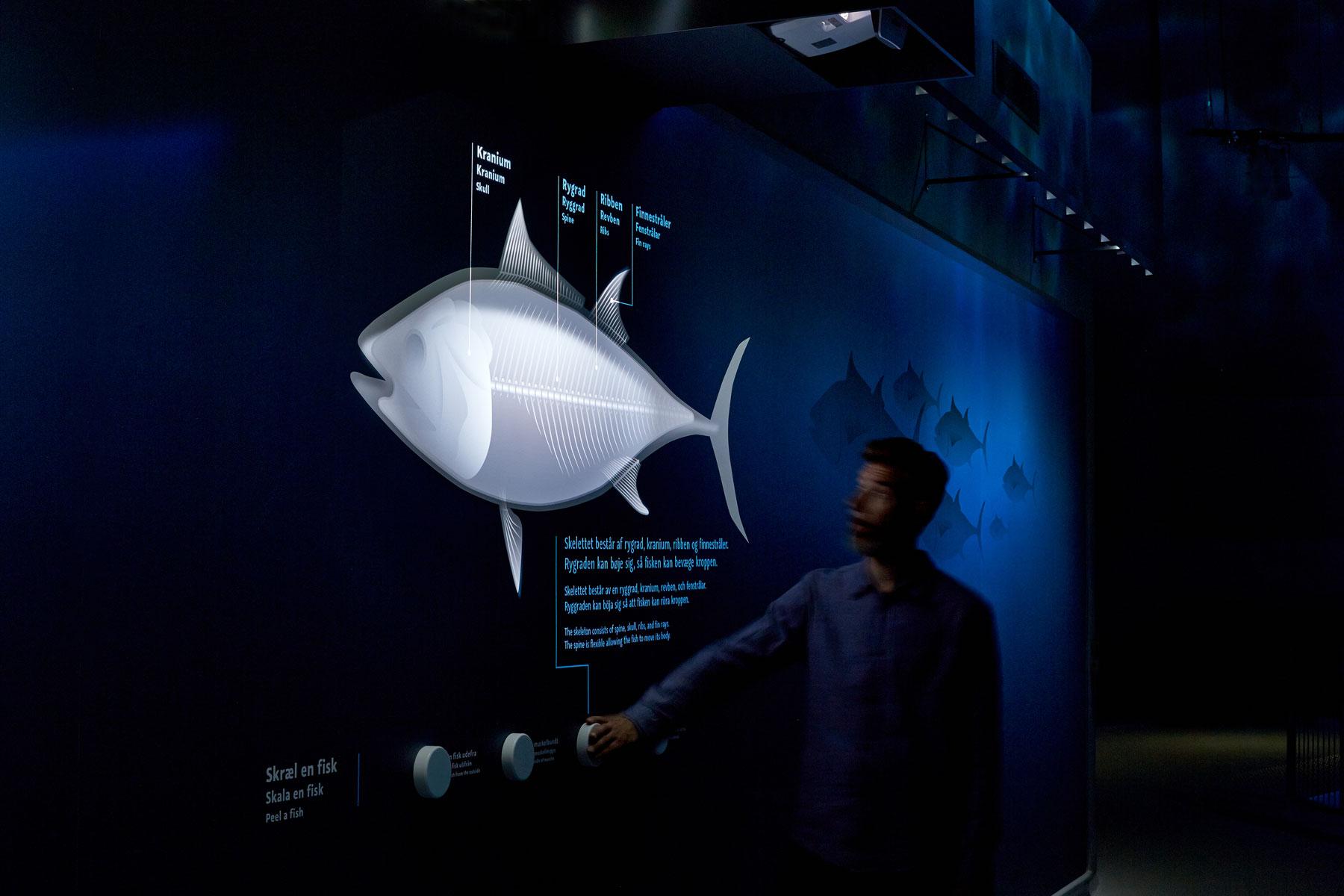 Fischanatomie - Thunfischprojektion