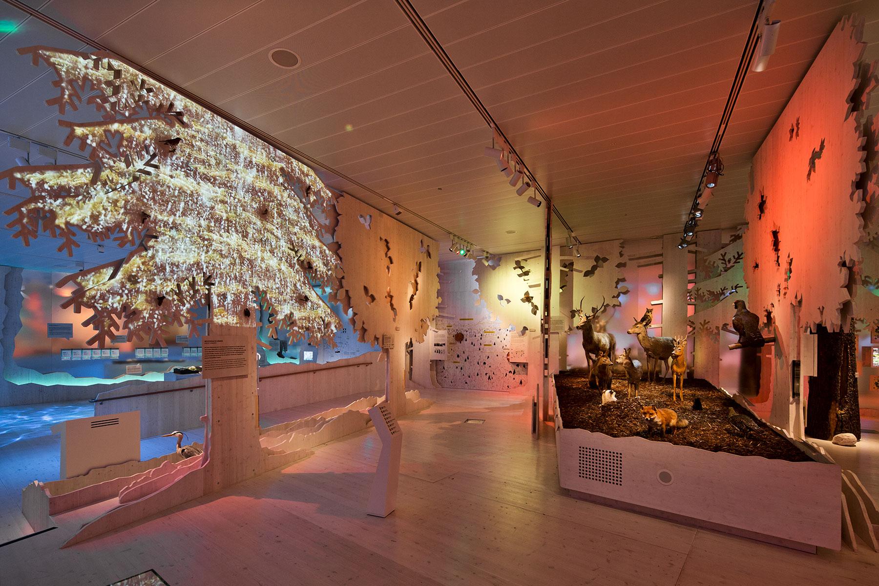 Lebensraum Wald – Herbst