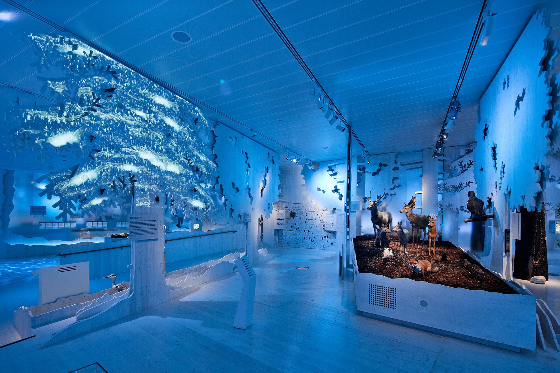 Lebensraum Wald – Winter