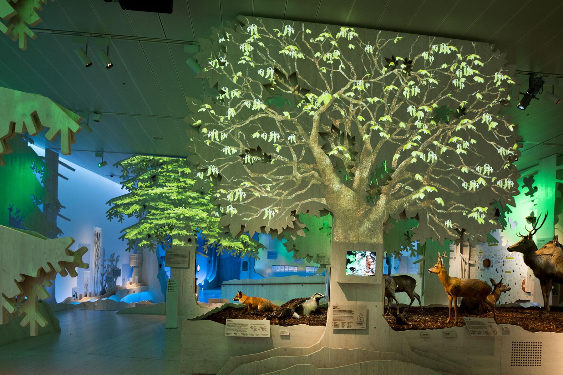 Lebensraum Wald – Frühling