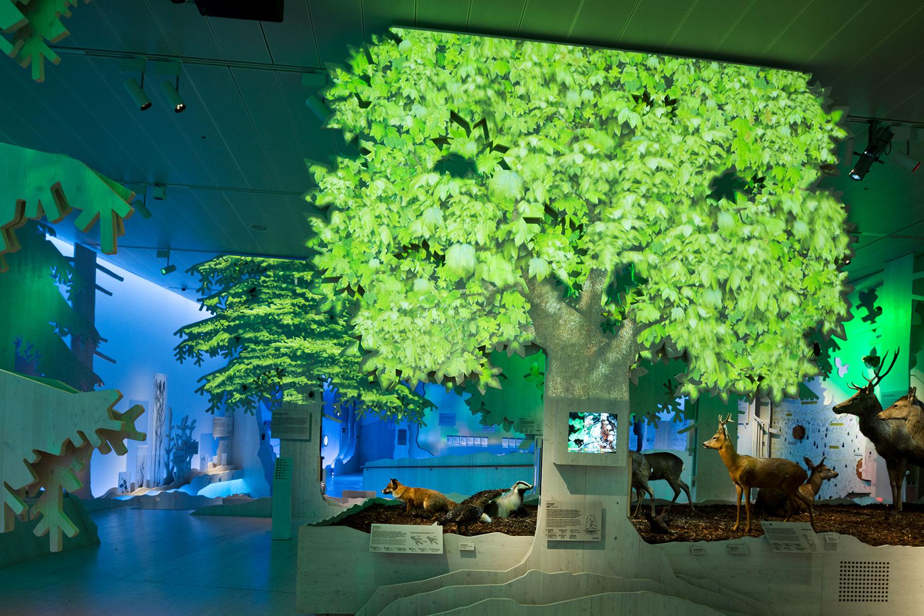 Lebensraum Wald – Sommer