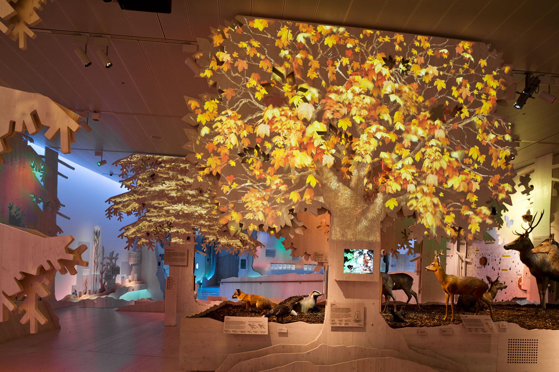 Lebensraum Wald – Herbst