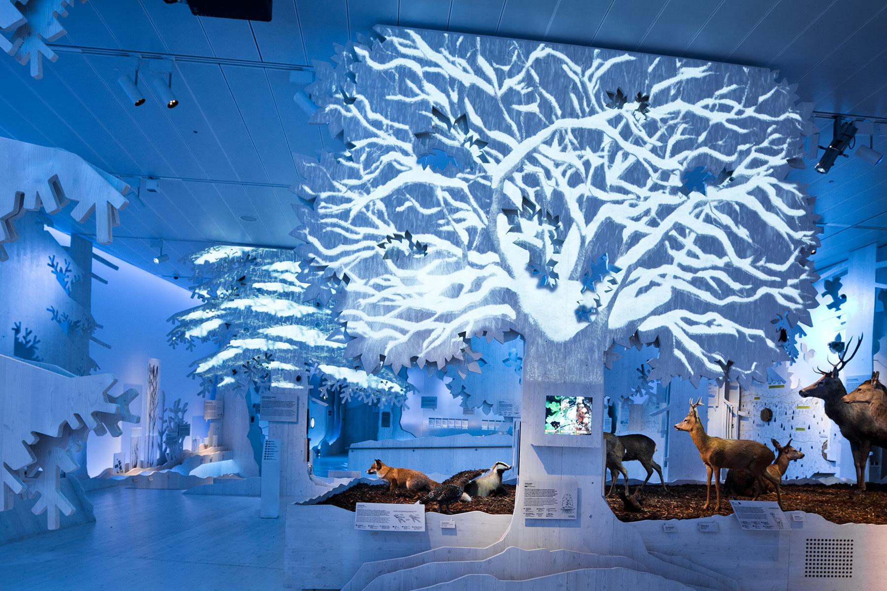 Lebensraum Wald – Winter