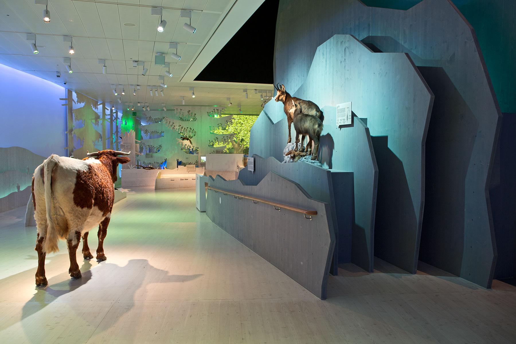 Übergang Lebensräume Alm – Fels