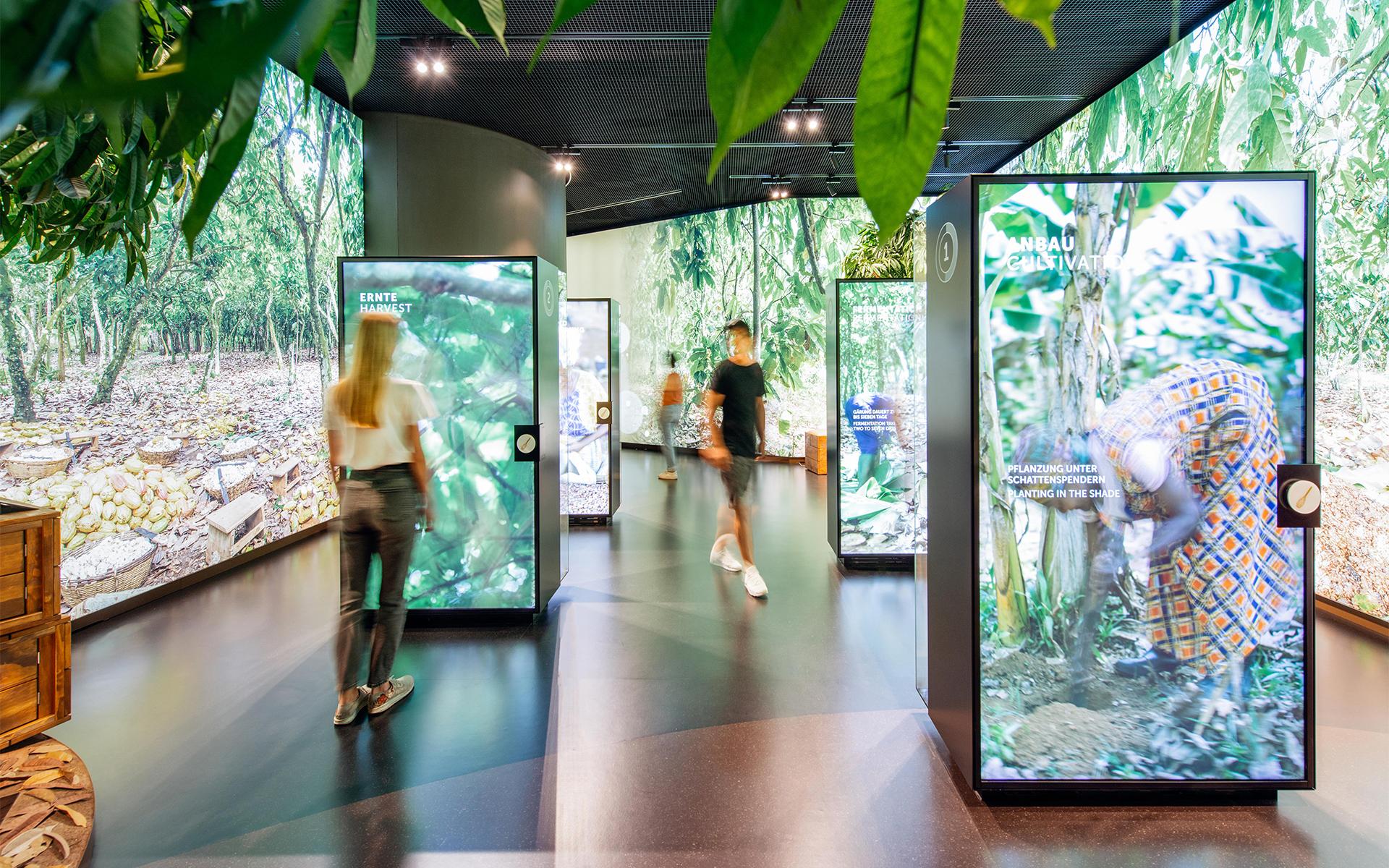 Lindt Home of Chocolate. Chocolate Tour: Cocoa Cultivation