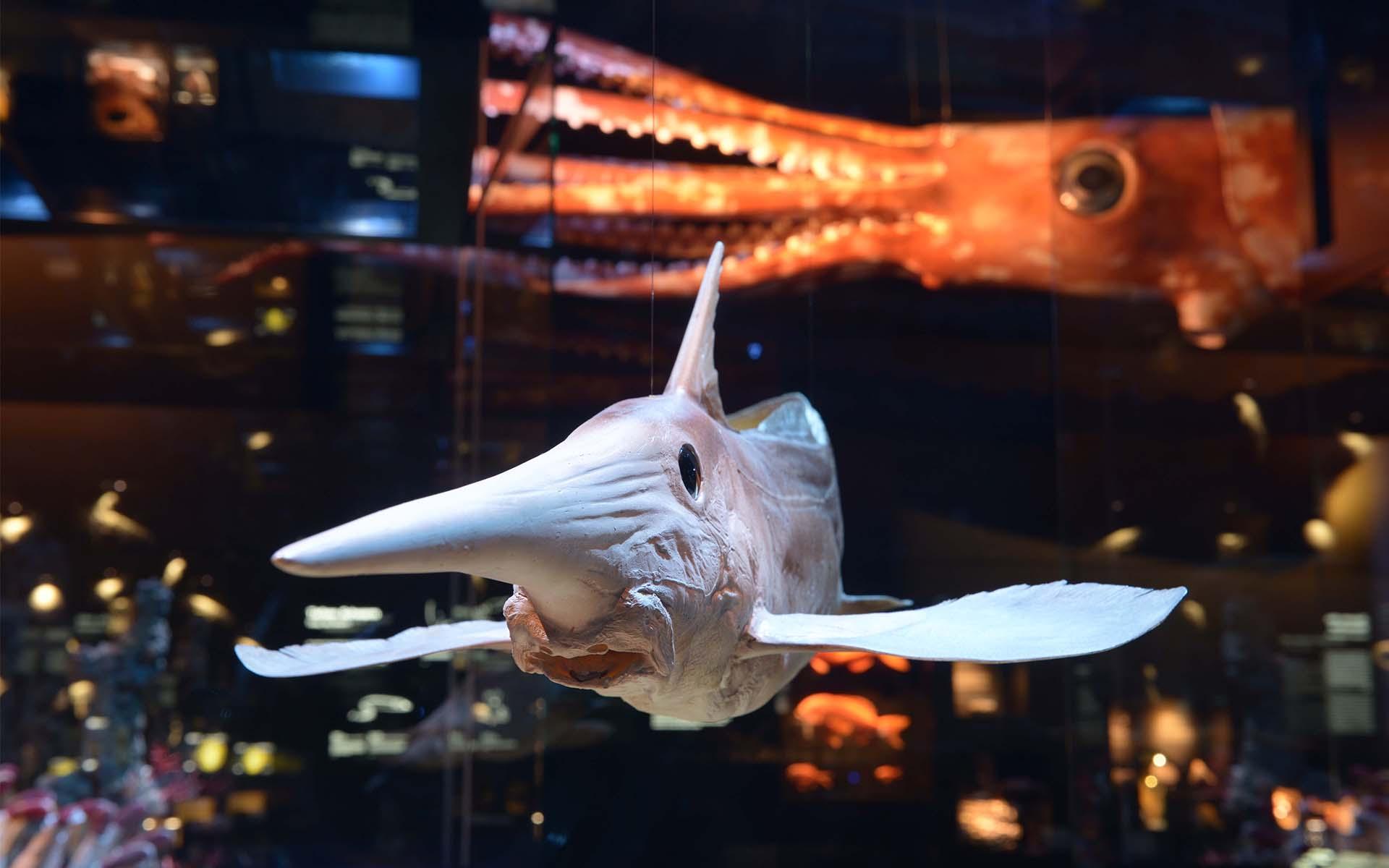 Senckenberg Naturmuseum. Ausstellungsraum „Tiefsee“