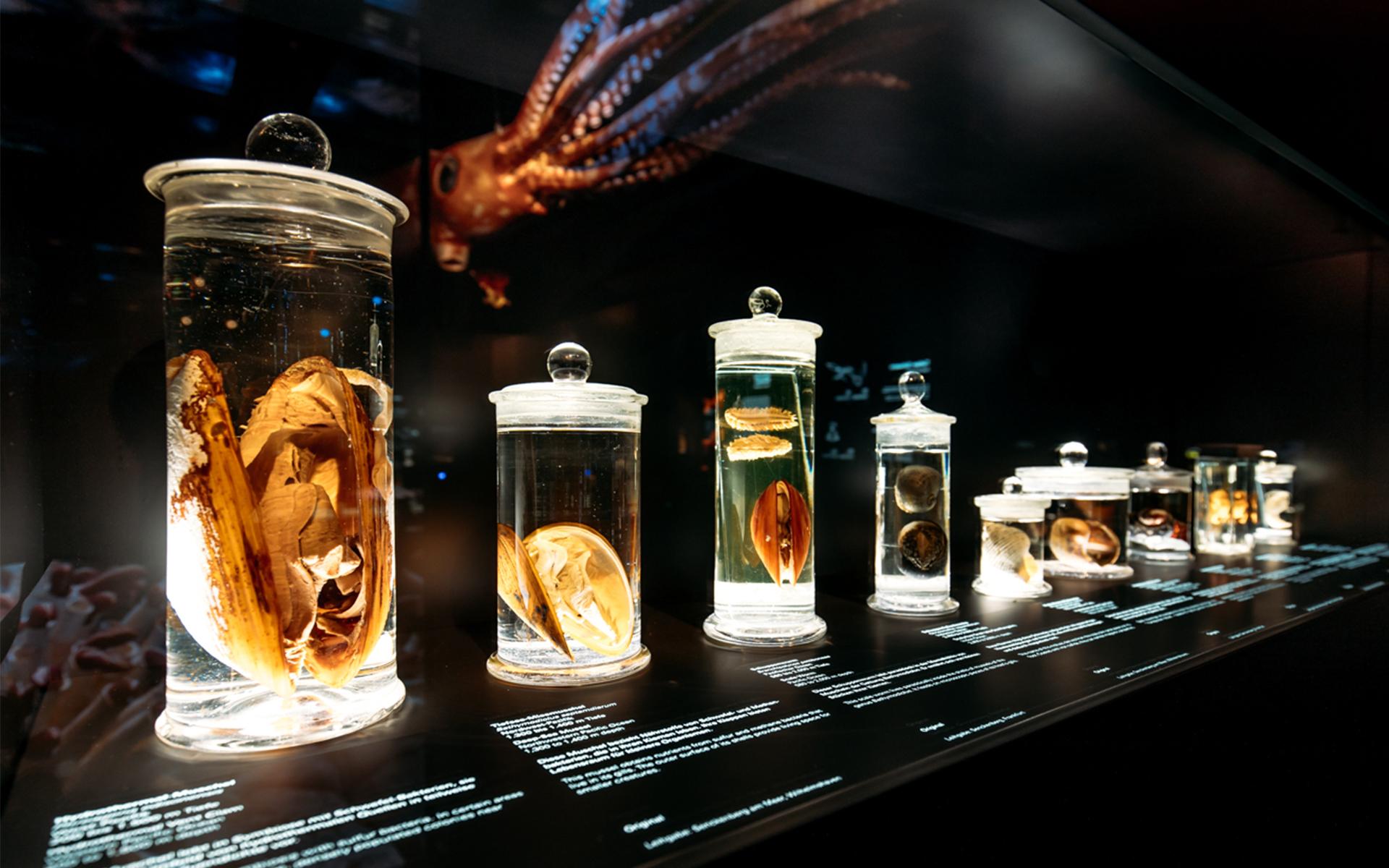 Senckenberg Naturmuseum. Ausstellungsraum „Tiefsee“