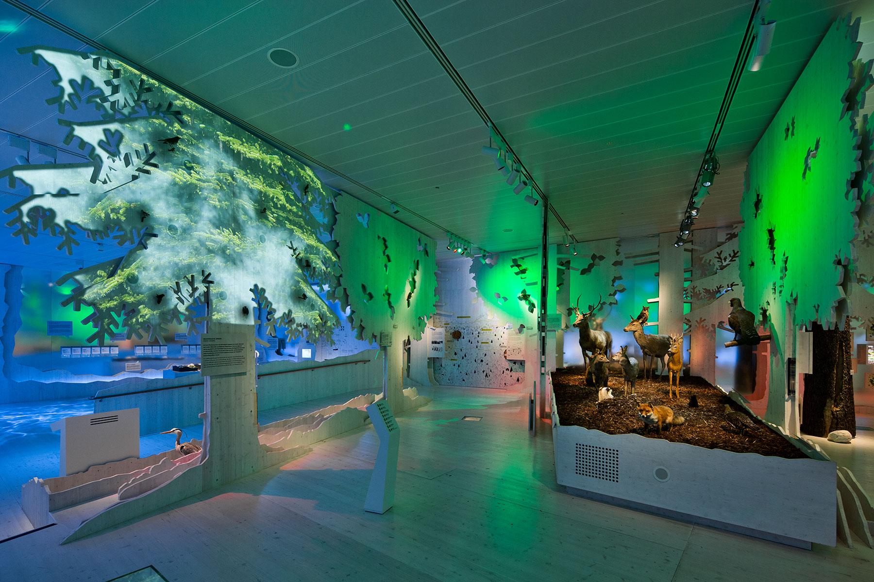 Lebensraum Wald – Sommer