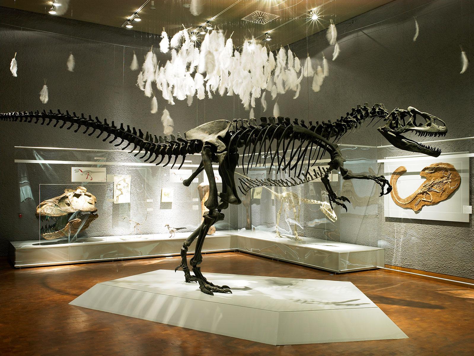 Dinosaurier – Vogelraum