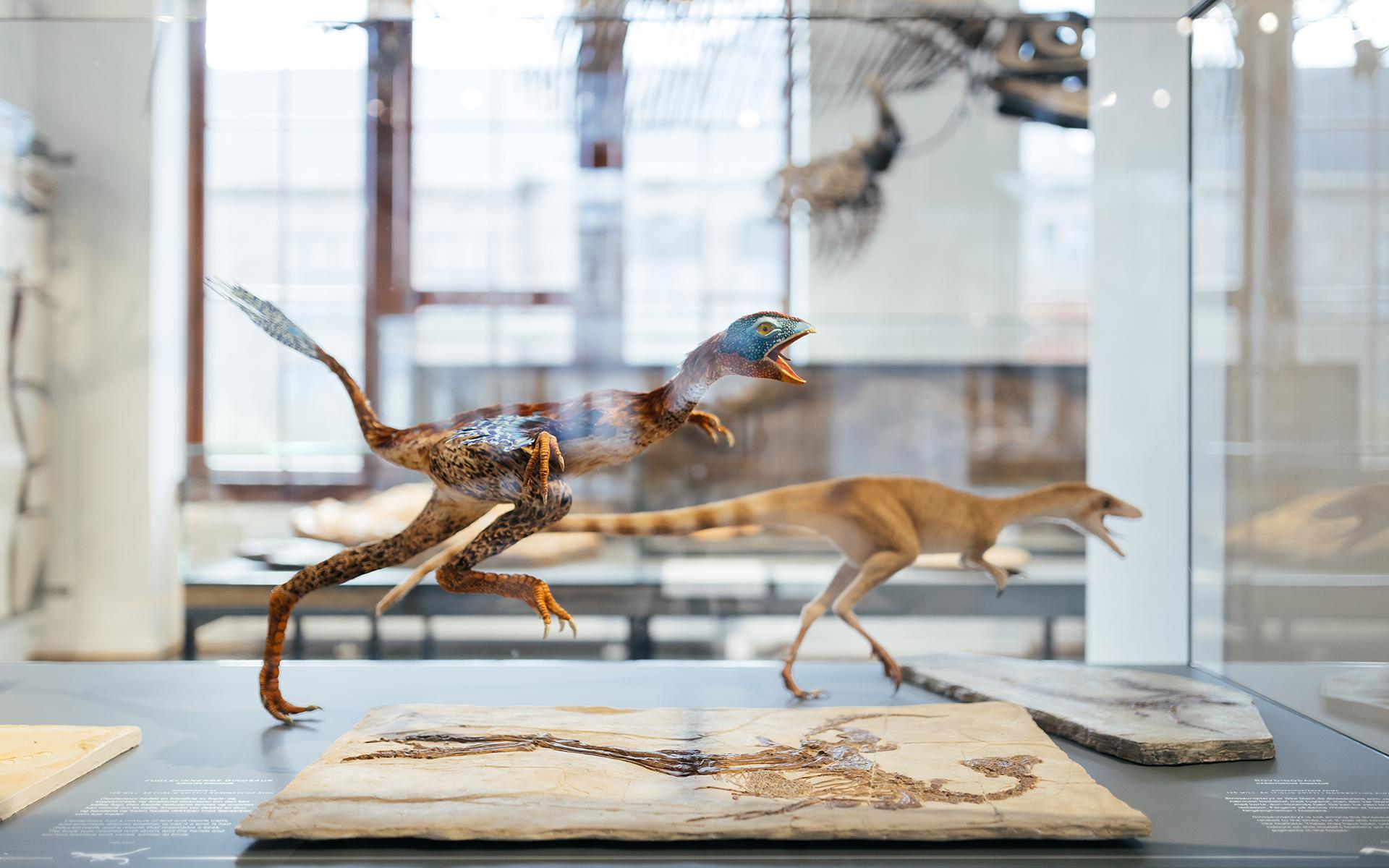 Natural HIstory Museum